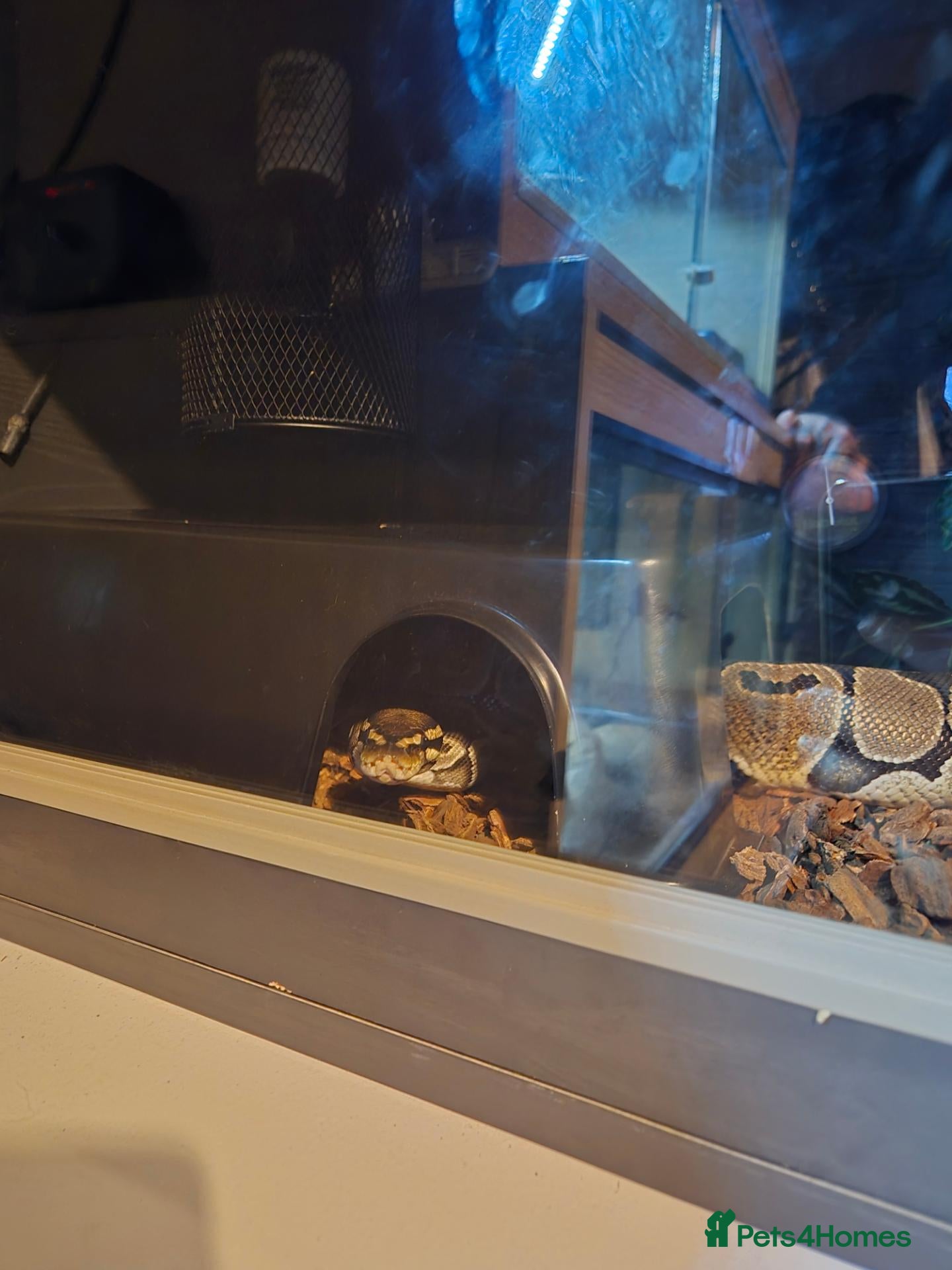Python Snake reptiles Jim- Mojave/normal Male - Advert 1
