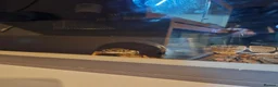 Python Snake reptiles for sale: Jim- Mojave/normal Male - Advert 1