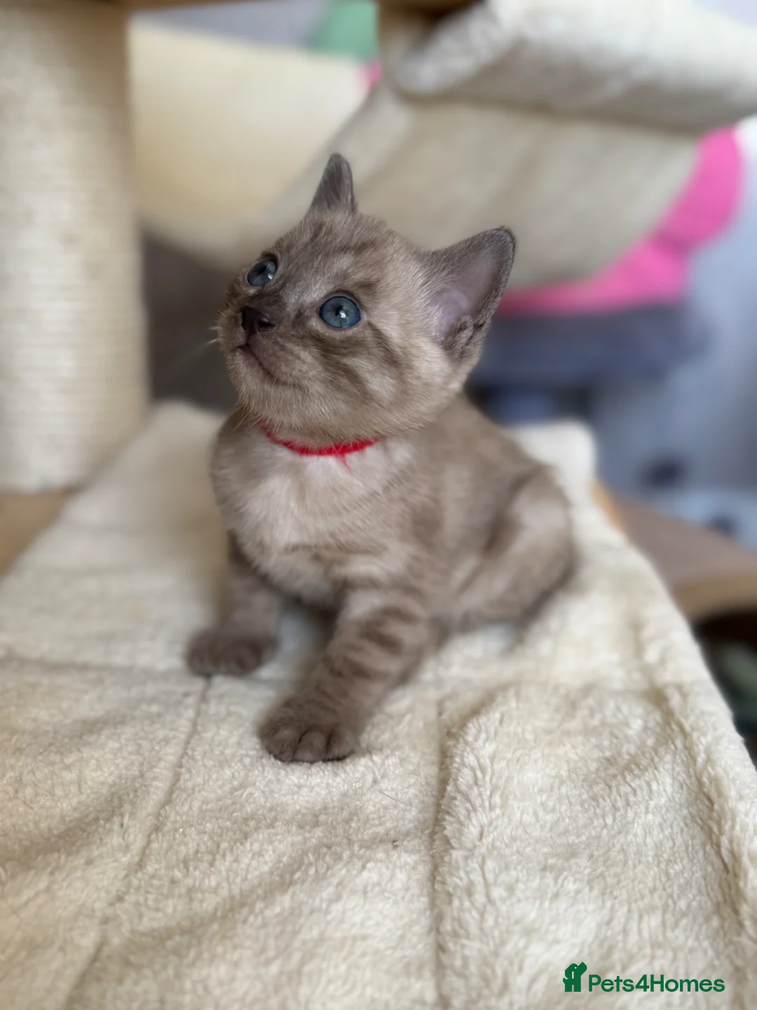 Bengal cats for sale: TICA registered Seal Solid Silver Mink Bengals - Advert 39