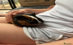 Guinea Pig rodents for sale: 2 male guinea pigs 4 mths old-all set up included - Image 2