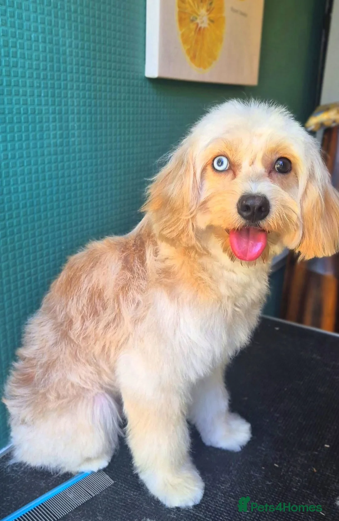 Cavapoo dogs for stud: MERLE Cavapoo - Advert 1