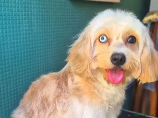 Cavapoo dogs MERLE Cavapoo - Advert 3