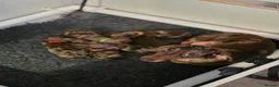 Miniature Dachshund dogs for sale: 6 stunning KC registered Pups  - Advert 1