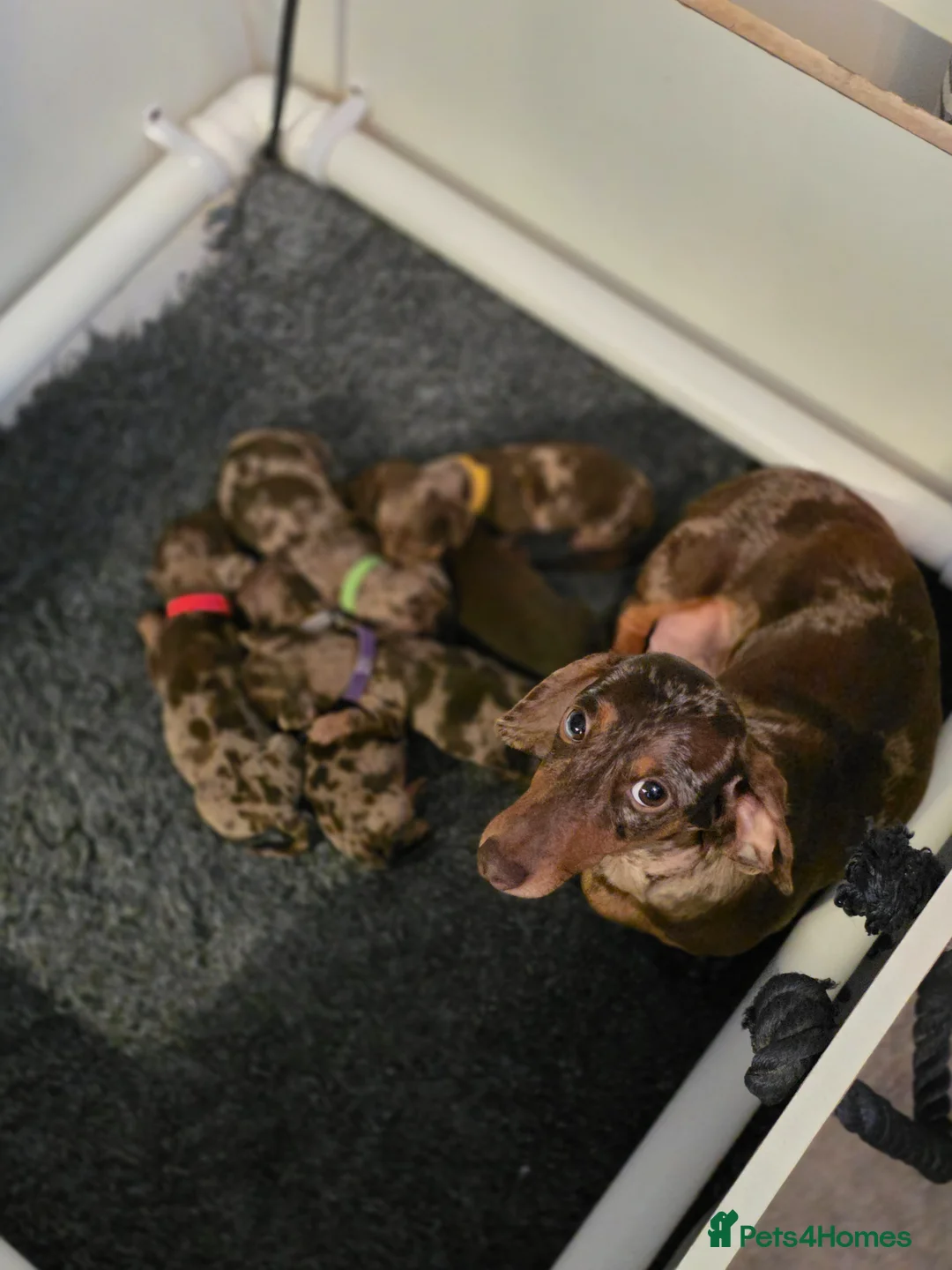 Miniature Dachshund dogs for sale: 6 stunning KC registered Pups  - Advert 1