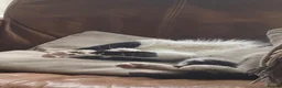 British Shorthair cats for sale: Beautiful tuxedo kittens ready now - Advert 7
