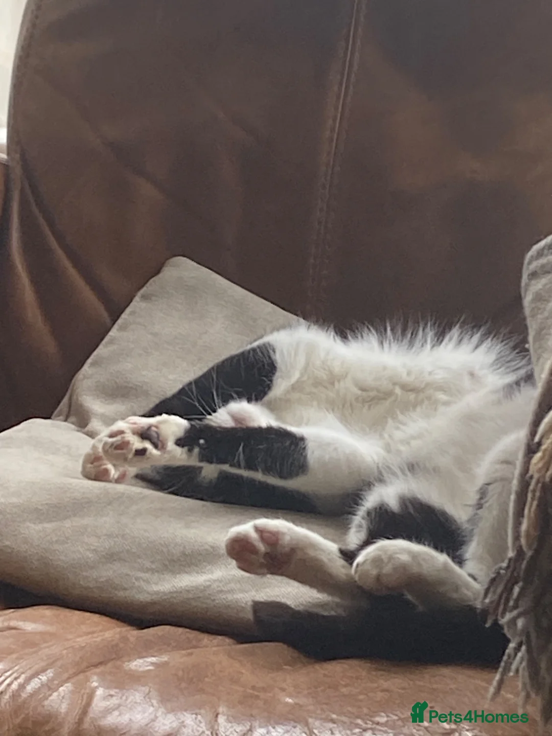 British Shorthair cats for sale: Beautiful tuxedo kittens ready now - Advert 7