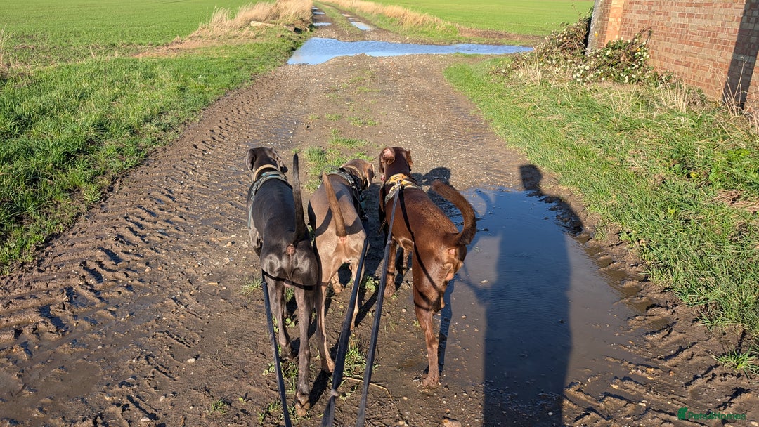 Weimaraner dogs for sale: 13 month old Blue intact male - Advert 5