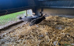 Guinea Fowl poultry for sale: Guinea fowl  - Image 3