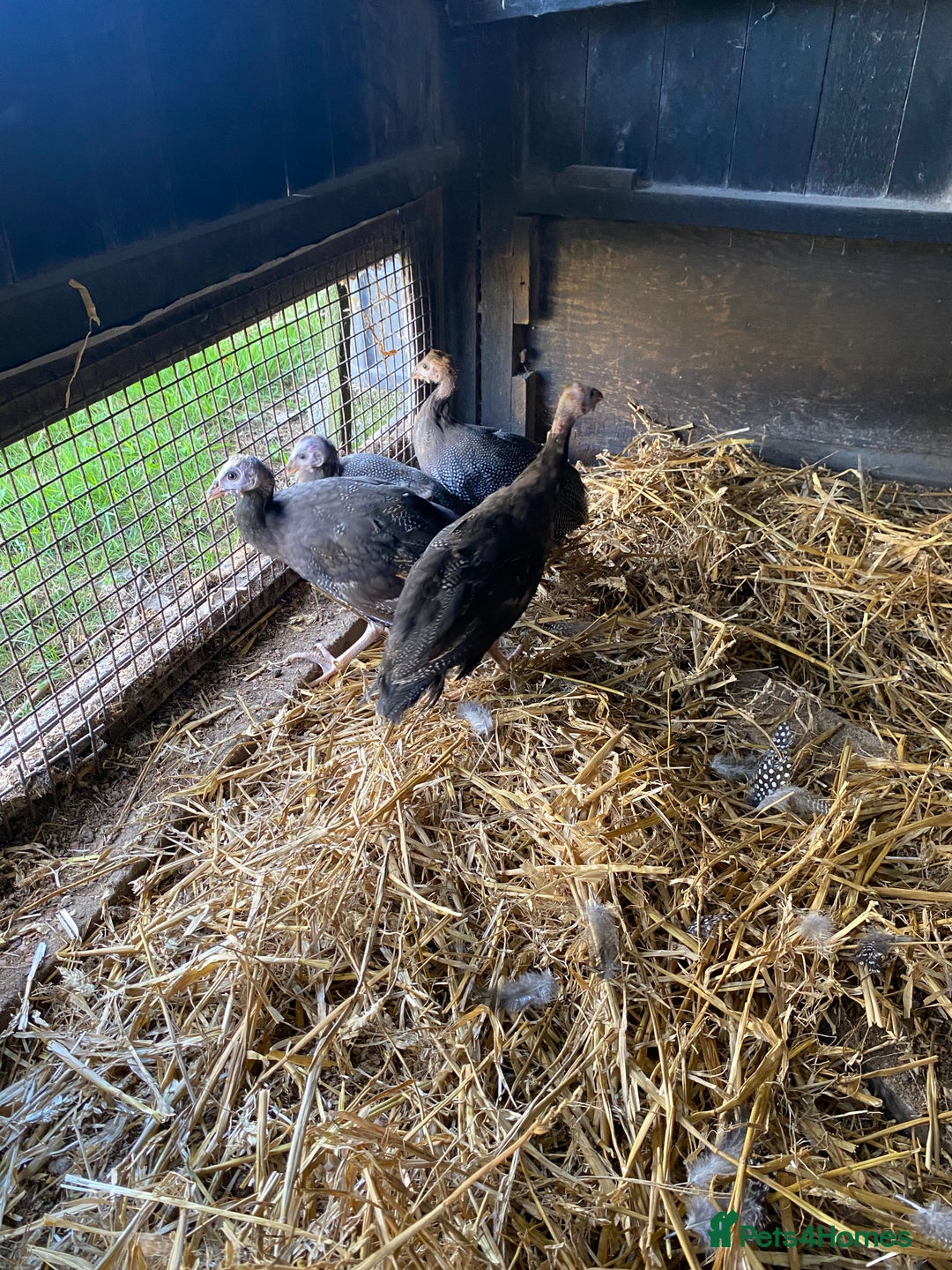 Guinea Fowl poultry for sale: Guinea fowl  - Image 3