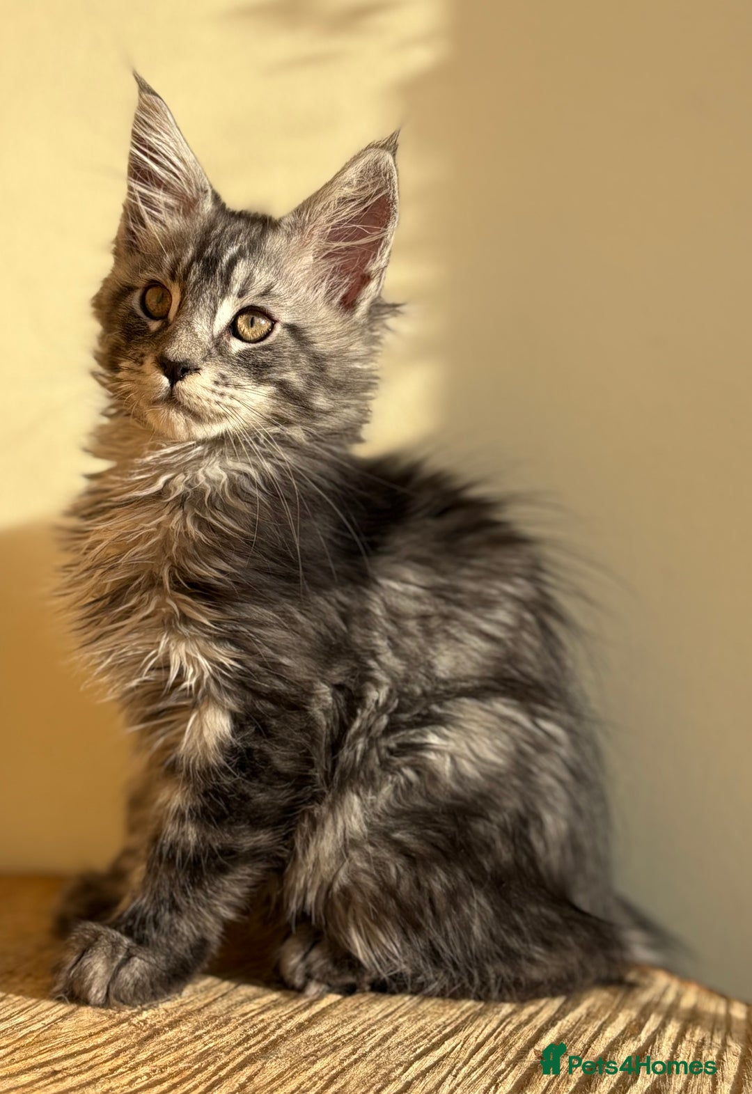 Maine Coon cats for sale: Beautiful Maine coon kittens - Advert 19