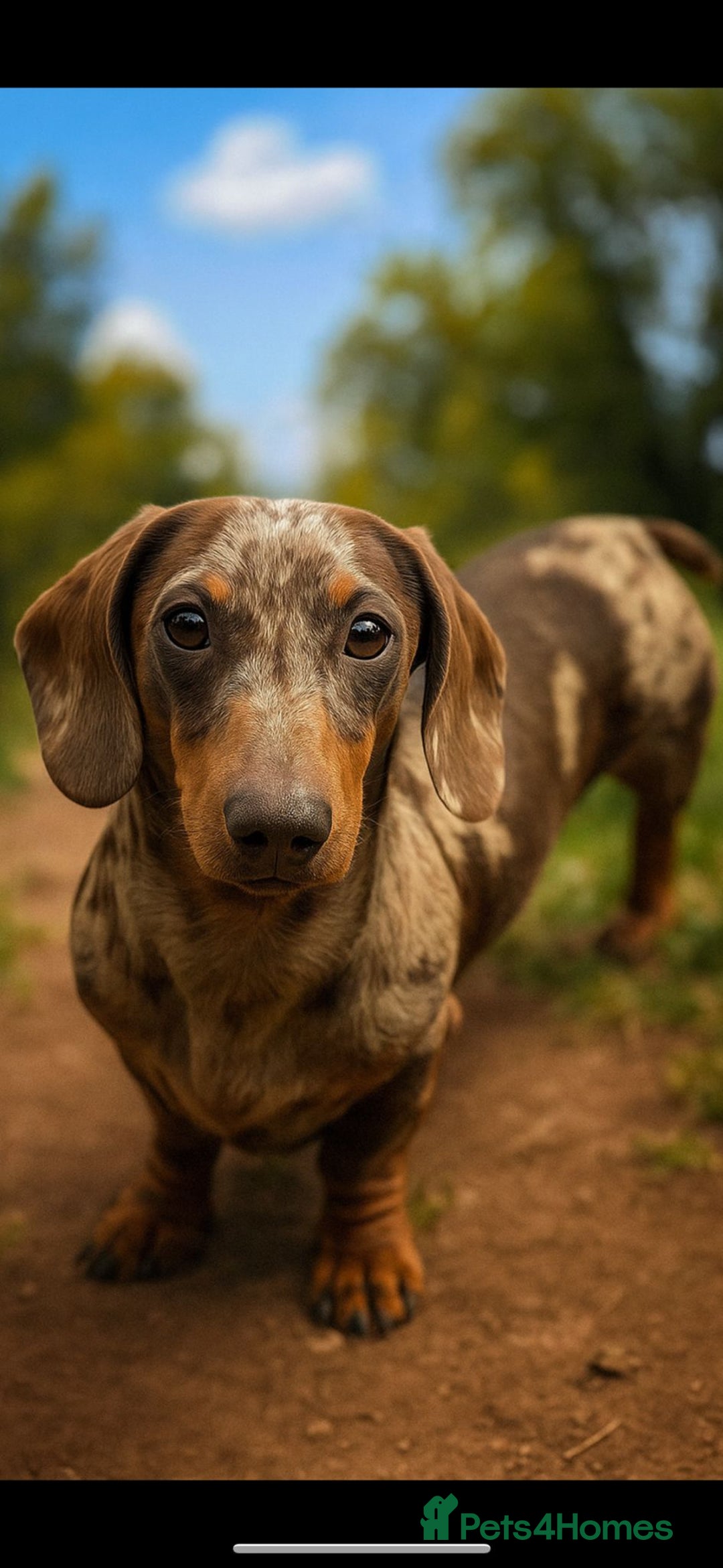 Dachshund dogs for stud: Beautiful boy stud - Advert 1