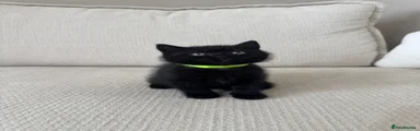 Black solid girl