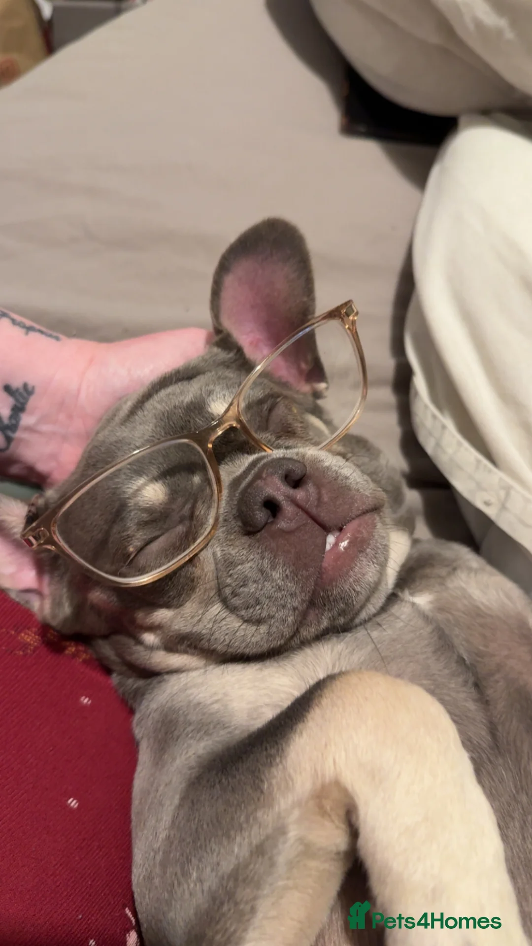 French Bulldog dogs for sale: Beautiful French Bulldog Puppy - Advert 2