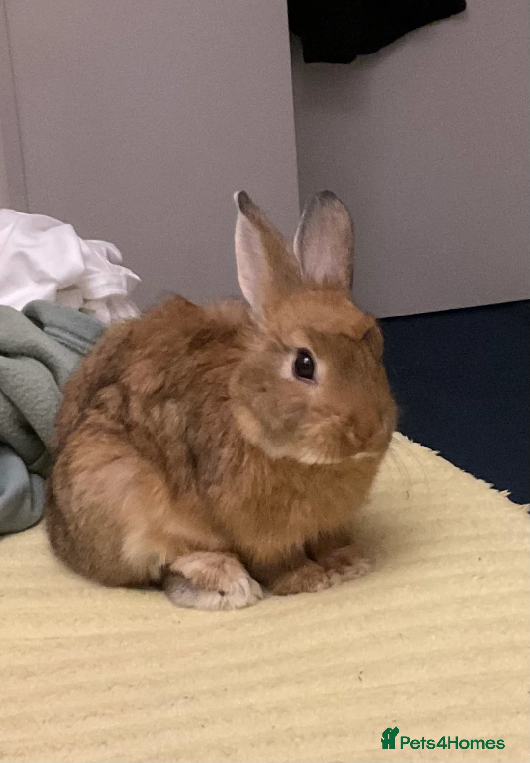Netherland Dwarf rabbits for sale: Netherland dwarf in Manchester - Advert 2
