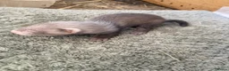 Ferret rodents for sale: 9 ferret kits - Advert 12