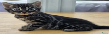 🐆 Kitten 1 – Charcoal Brown
