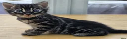Bengal cats for sale: 🐆 2 BEAUTIFUL TICA BENGAL GIRLS – £1,200 EACH 🐆 - Advert 26