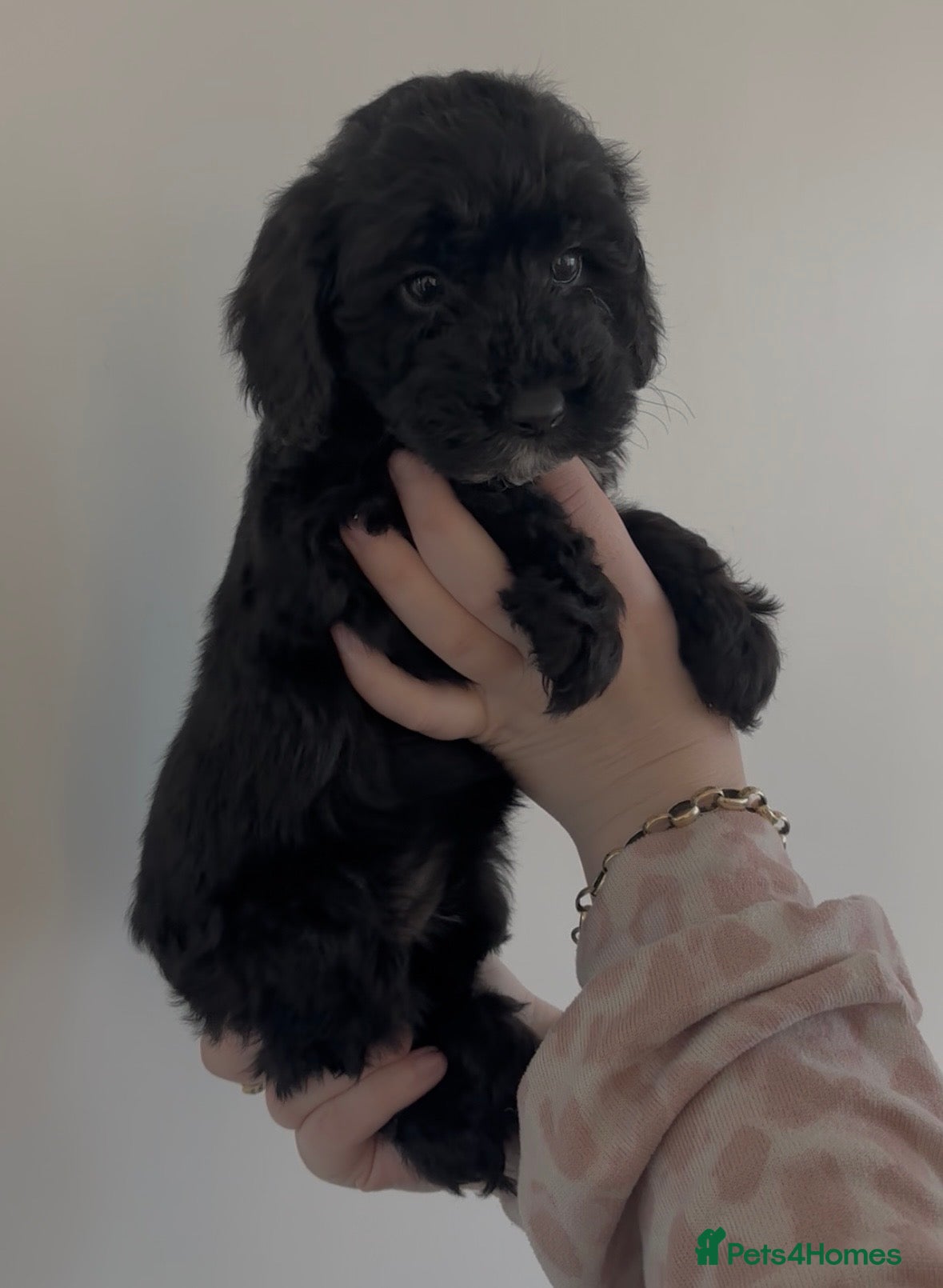 Cockapoo dogs Cockapoo puppies  - Advert 11