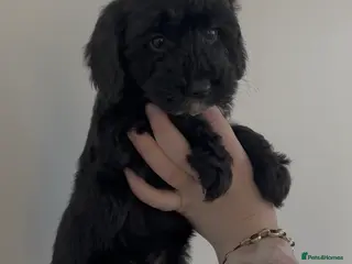 Cockapoo dogs Cockapoo puppies - Advert 17