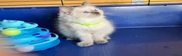 Ragdoll cats for sale: GCCF Ragdoll 🏆Champion Bloodline🌟5-Gen Pedigrees - Advert 4