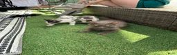 Mixed Breed cats for sale: Two prettyfemale kittens ready now - Advert 7