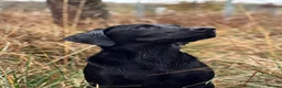 Labrador Retriever dogs for stud: KCreg Fully Health Tested compact Labrador Stud  in Wallingford - Advert 3