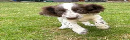 Cocker Spaniel dogs for sale: *Beautiful Litter Of Cockerspaniels* in Carnforth - Advert 5