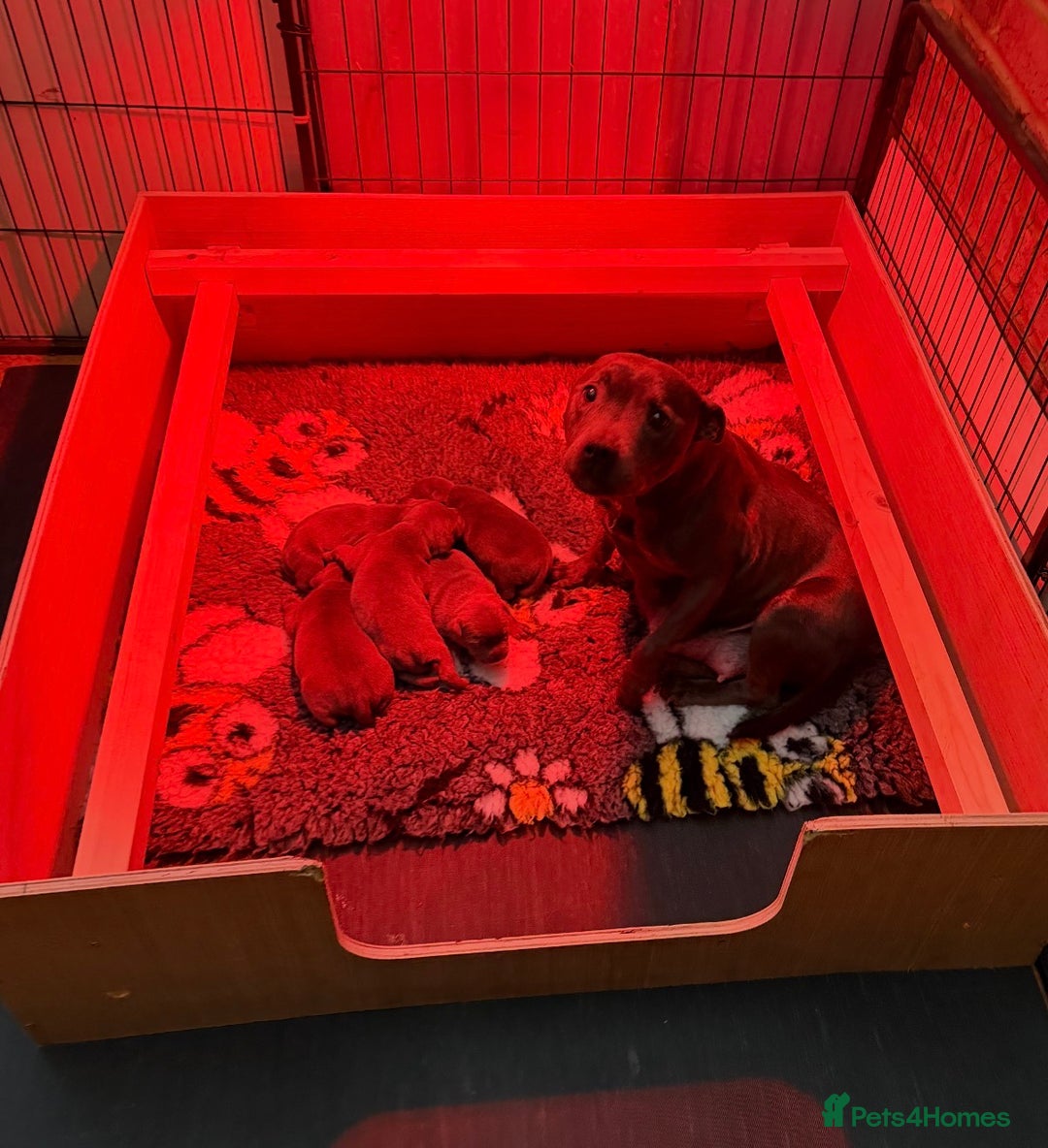 Staffordshire Bull Terrier dogs for sale: KC Registered/Health Tested Blue SBT Puppies - Advert 34