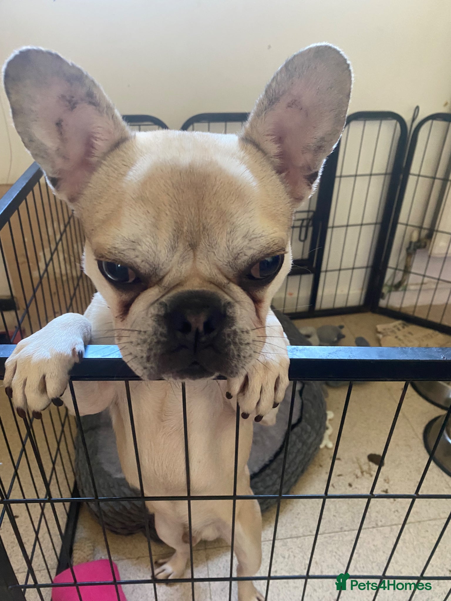Mixed Breed dogs Frug for sale French bulldog and pug :) - Advert 15