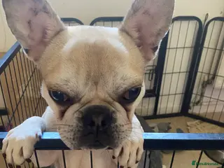 Mixed Breed dogs Frug for sale French bulldog and pug :) - Advert 17