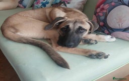 Anatolian Shepherd dogs for adoption: Dzana is 6 month Macedonian rescue pup  - Image 11