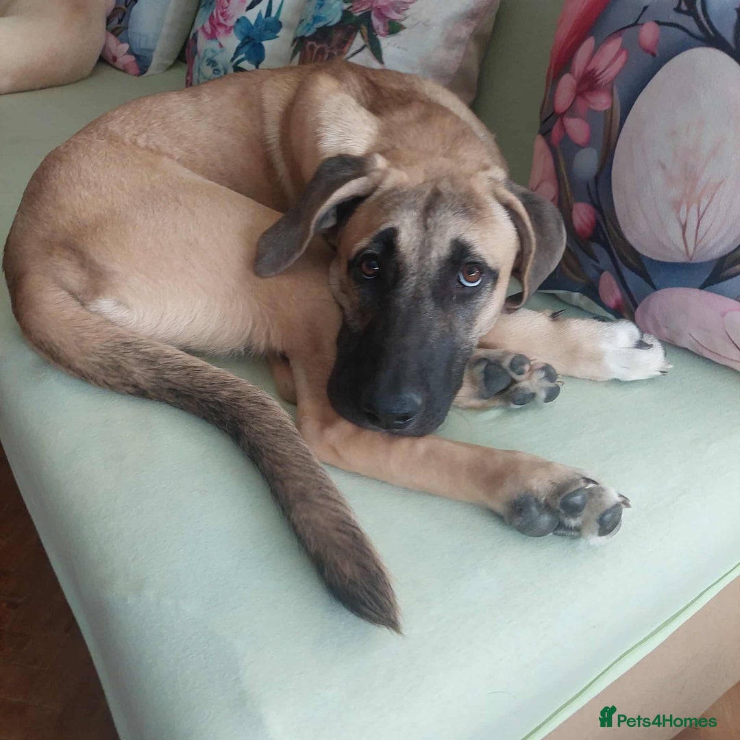 Anatolian Shepherd dogs for adoption: Dzana is 6 month Macedonian rescue pup  - Image 11