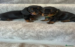 Miniature Dachshund dogs for sale: Miniature dachshund  - Image 2