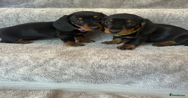 Miniature Dachshund dogs - Advert 10