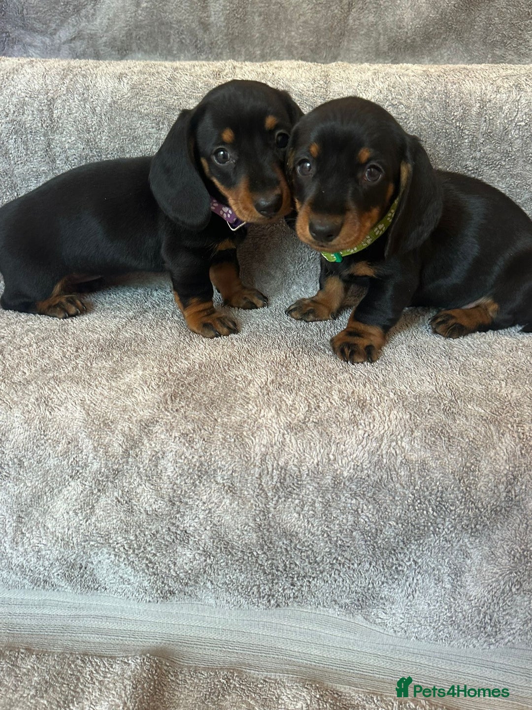 Miniature Dachshund dogs for sale: Miniature dachshund  - Image 2