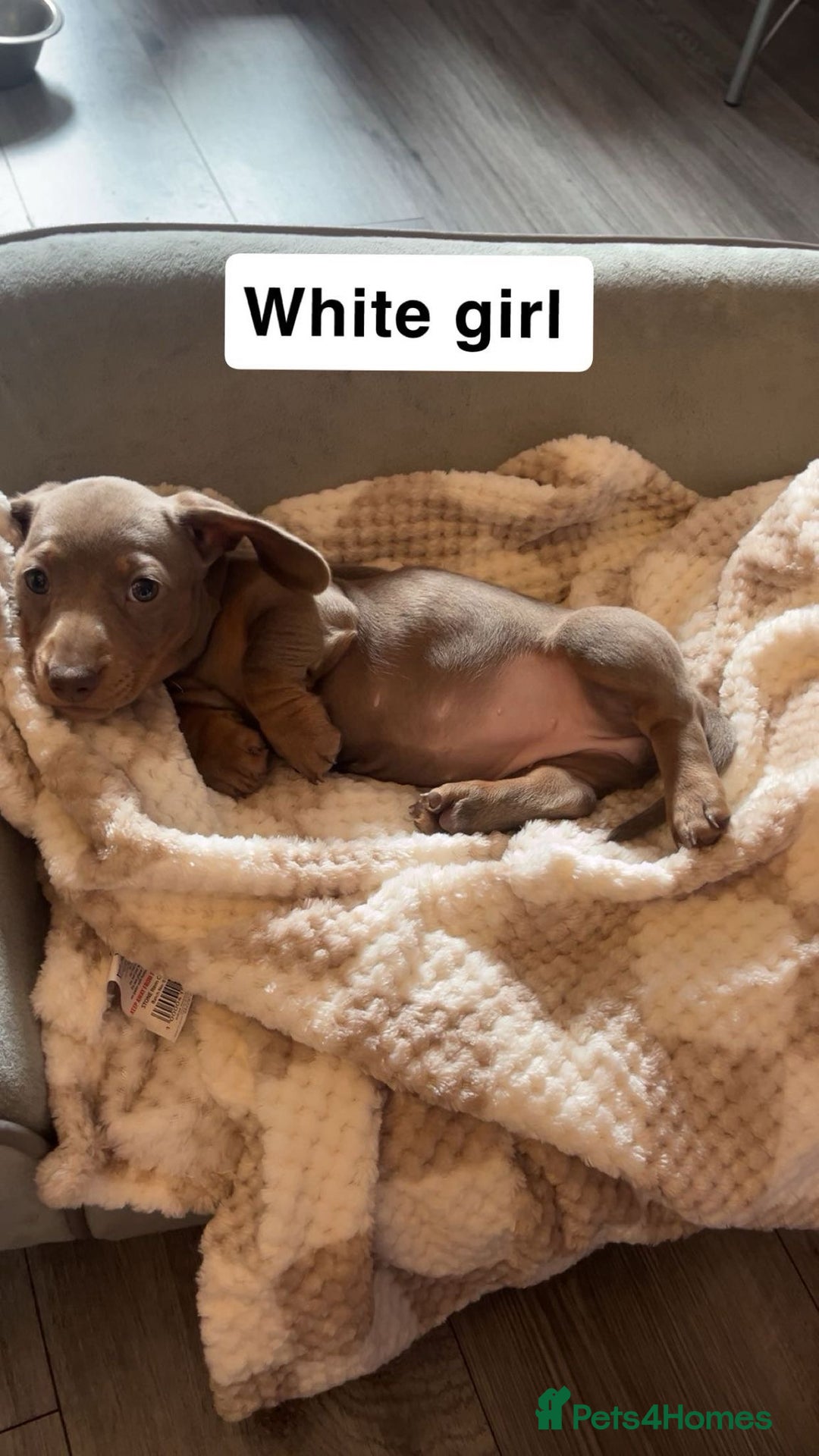 Dachshund dogs for sale: Dachshund puppies - Image 10