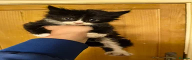 Mixed Breed Kitten 4
