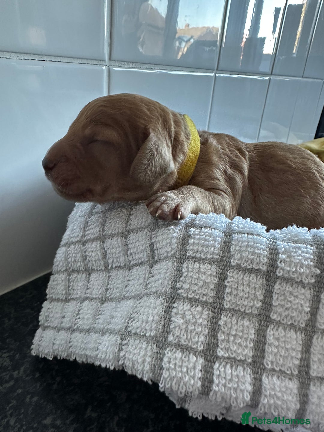 Cockapoo dogs for sale: Red & Apricot Cockapoo puppies  - Advert 28