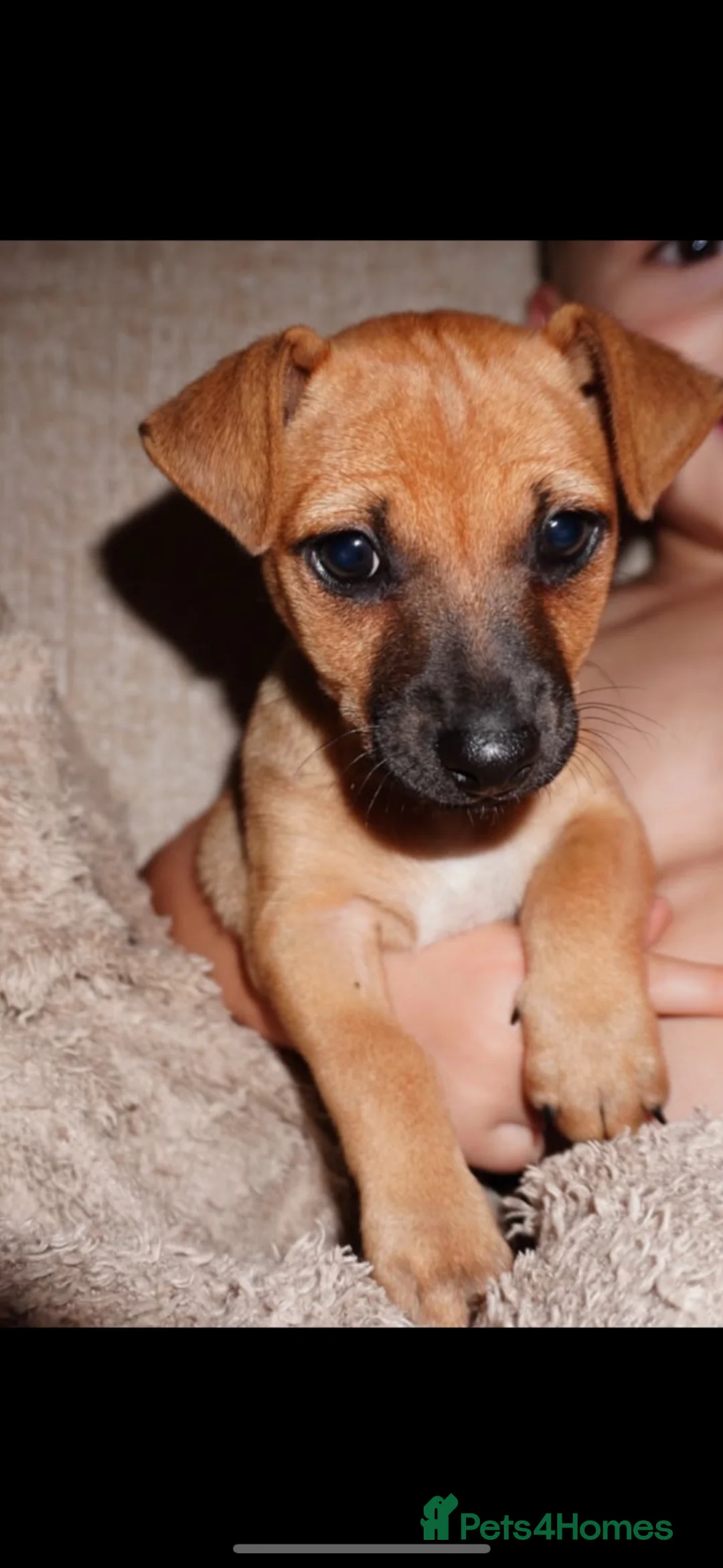 Jack Russell dogs for sale: Beautiful Much Wenlock jack russell 1 boy left in Tilbury - Advert 1