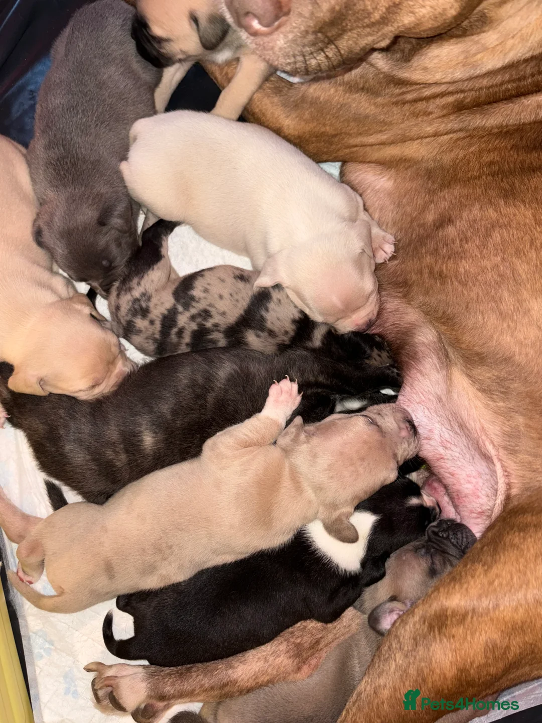 Mixed Breed dogs for sale: Puppies looking for their forever homes.  - Advert 10