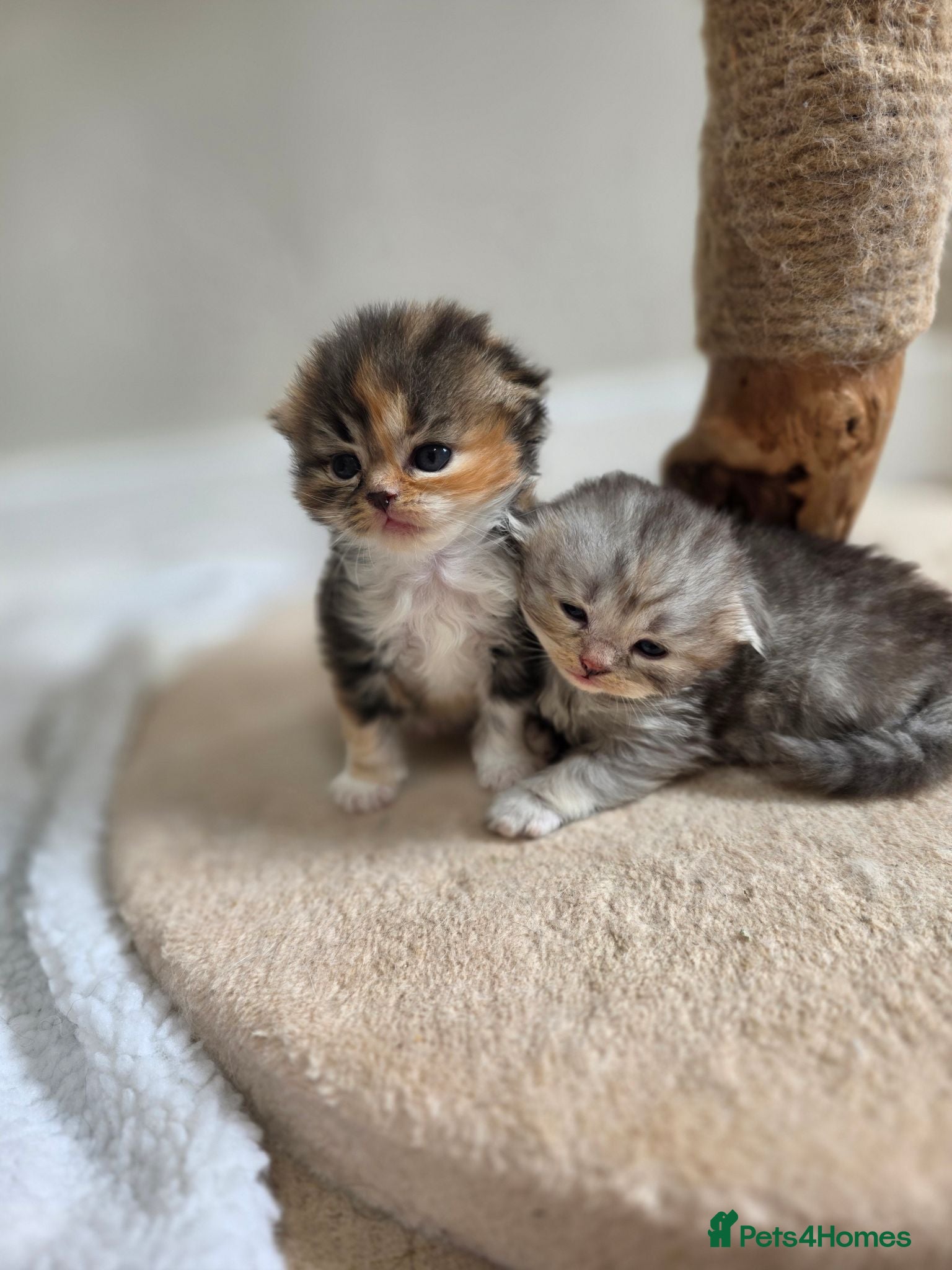 Scottish Fold cats Beautiful Tica Registered Babies - Advert 2