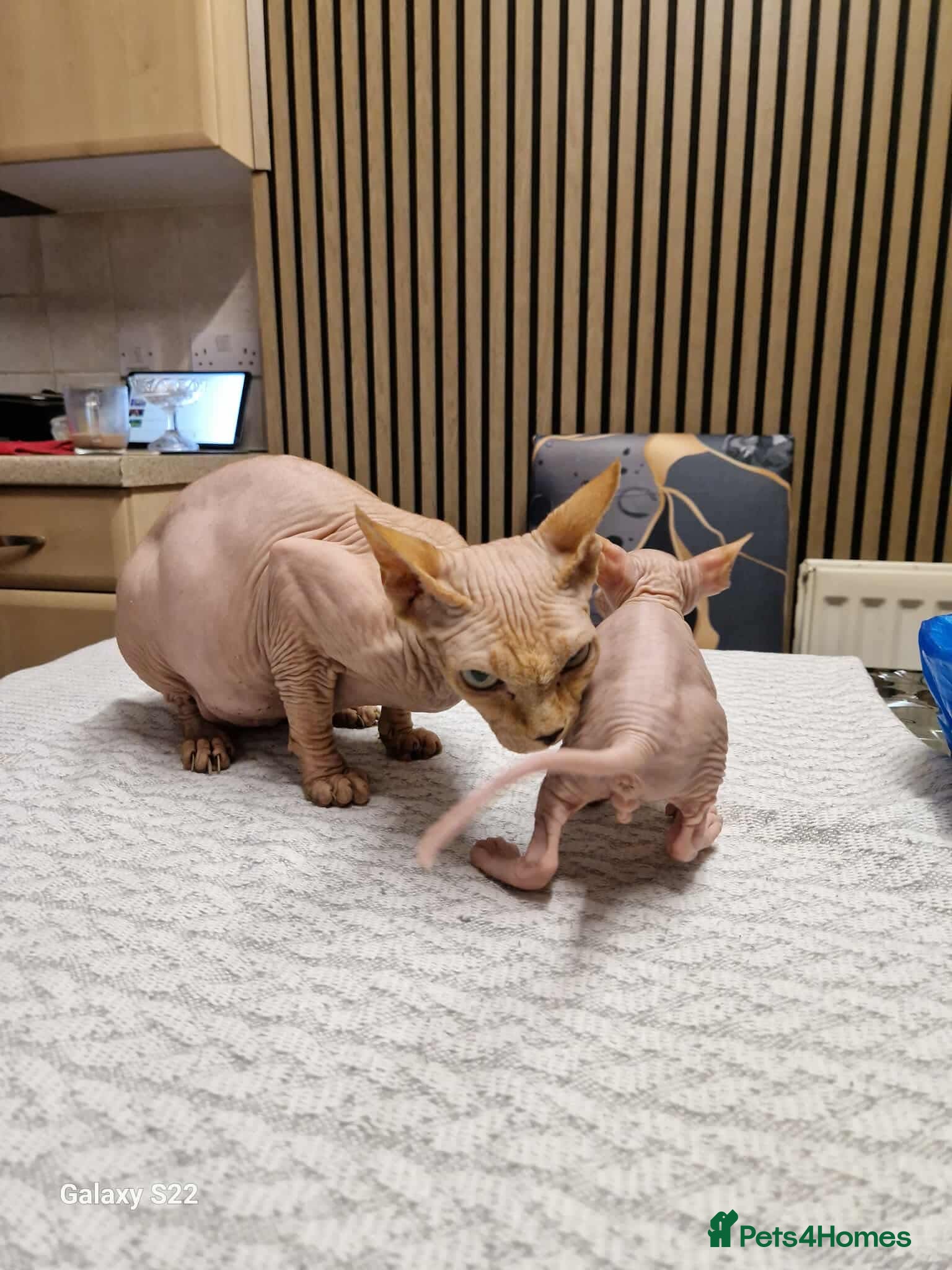 Sphynx cats Two beautiful little lions  - Advert 8