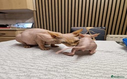 Sphynx cats for sale: Two beautiful little lions  - Advert 1