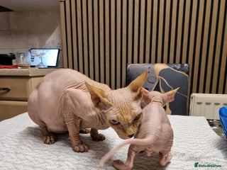 Sphynx cats for sale: Two beautiful little lions - Advert 1