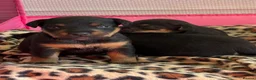 Mixed Breed dogs for sale: Lakeland x Jack Russell puppies  in Crook - Advert 2