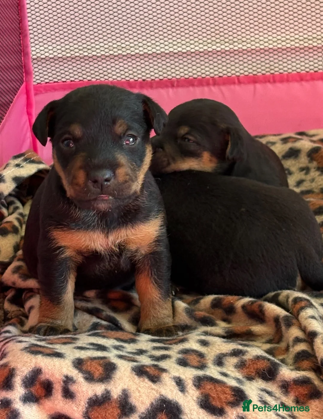 Mixed Breed dogs for sale: Lakeland x Jack Russell puppies  in Crook - Advert 2