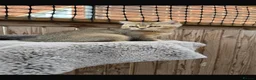 British Shorthair cats for sale: Ready to go!!! - Advert 15