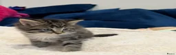 Mixed Breed cats for sale: Fluffy kittens for sale in West Byfleet - Advert 10