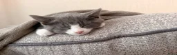 Domestic Shorthair cats for sale: Pair of gorgeous girls &all their bits in Lyme Regis - Advert 9