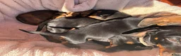 Miniature Dachshund dogs for sale: Miniature dachshund puppies in Salisbury - Advert 9